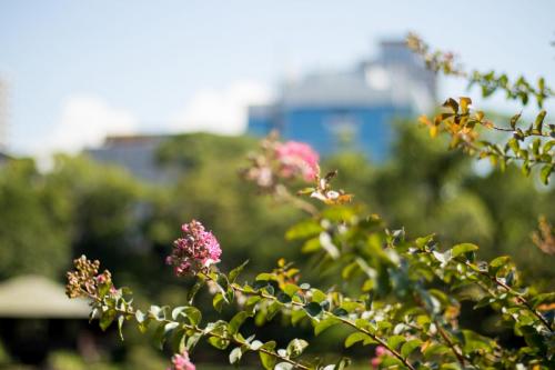 Voyage au pays du soleil levant